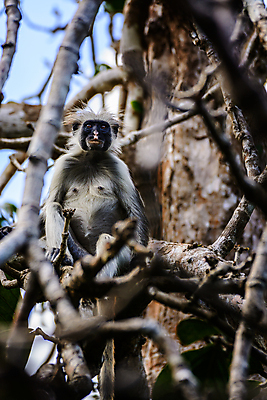 포토 JPG 해외이미지 동물 응시 공원 여자 얼굴 야생동물 어린이 음식 여행 포유류 가족 포옹 아프리카 자연 엄마 친절 털 사랑 앉기 동양인 사람없음 빨간색 초록색 갈색 원숭이 아기 잡기 닫기 사과 숲 먹기 사파리 유인원 돌봄 동물상 해외202004 해외포토 시선 공공시설 감정 나라 컬러 과일 관계 안기 모션 사람 인종 신체부위 조형물 생태계 파일형식 이미지허브