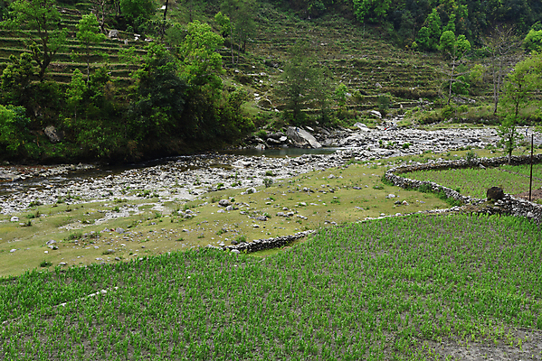 포토 JPG 해외이미지 식물 음식 백그라운드 밭 농업 자연 하늘 옥수수 풍경 사람없음 초록색 여름 파란색 농작물 농장 수확 성장 낟알 땅 시리얼 밀 보리 네팔 내추럴 세련 해외202004 해외포토 계절 산업 아시아 컬러 곡류 생태계 파일형식 이미지허브