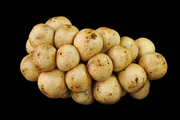 포토 JPG 해외이미지 식물 아시아 음식 농업 다이어트 과일 태국 디저트 건강 동양인 사람없음 초록색 노란색 검은색 신선 달콤 맛 먹기 유기농 날것 인도네시아 내추럴 고립 숙성 이국적 채식주의자 해외202004 해외포토 웰빙 나라 산업 컬러 컨셉 모션 인종 채식 파일형식 이미지허브