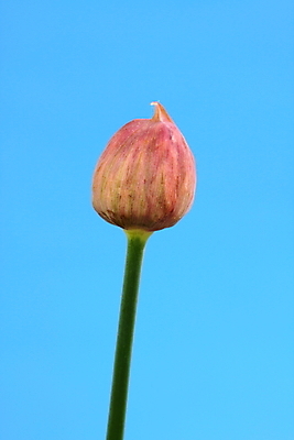 포토 JPG 해외이미지 식물 꽃 재료 자연 양파 요리 사람없음 정원 맛 허브 해외202004 해외포토 컨셉 채소 생태계 파일형식 이미지허브