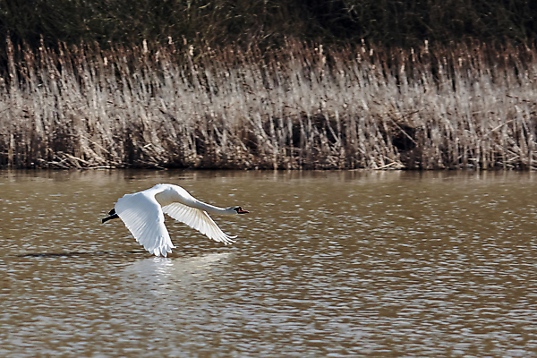 포토 JPG 해외이미지 영어 호수 야생동물 포즈 겨울 날개 청소년 자연 조류 영국 잉글랜드 풍경 사람없음 가로 물 갈색 흰색 신선 오픈 역사 큼 깃털 싱글 백조 목 물새 내추럴 구성 동물상 법정 벙어리 잔물결 스플래쉬 서식스 해외202004 해외포토 자연요소 동물 문자 계절 유럽 물결 컬러 사람 신체부위 조형물 크기 생태계 파일형식 이미지허브