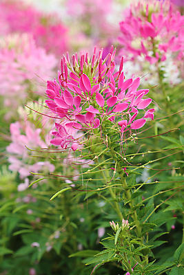 포토 JPG 해외이미지 식물 계절 공원 꽃잎 꽃 분홍색 백그라운드 잎 꽃무늬 자연 사람없음 야외 장식 초록색 여름 컬러풀 정원 보라색 봄 성장 벚꽃 가을 흰색 신선 개화 묘사 원예 거미 내추럴 해외202004 해외포토 공공시설 컬러 곤충 무늬 취미 생태계 파일형식 이미지허브