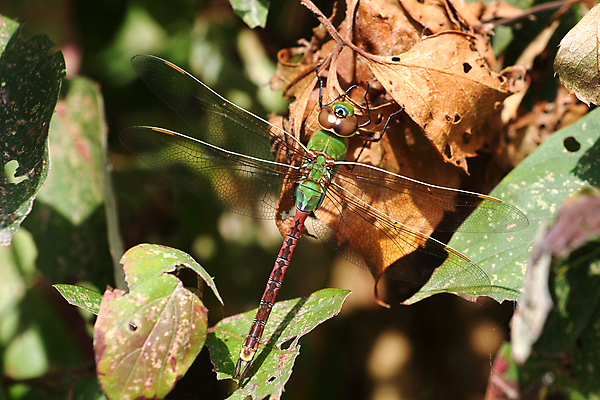 포토 JPG 해외이미지 식물 동물 공원 야생동물 곤충 백그라운드 잎 절지류 날개 자연 휴식 생물 사람없음 빨간색 초록색 물 여름 파란색 정원 검은색 봄 연못 닫기 벌레 잠자리 작음 묘사 동물상 해외202004 해외포토 자연요소 계절 공공시설 컬러 컨셉 모션 조형물 크기 생태계 파일형식 이미지허브