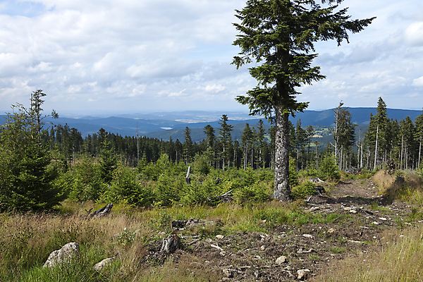포토 JPG 해외이미지 나무 1 계절 지구 백그라운드 밭 자연 하늘 날씨 풍경 사람없음 야외 목재 초록색 여름 파란색 빛 평화 우주 환경 흐름 추위 나뭇가지 시골 신선 고독 숲 땅 순수 장면 내추럴 혼자 해외202004 해외포토 식물 감정 컬러 컨셉 농업 재료 생태계 파일형식 이미지허브