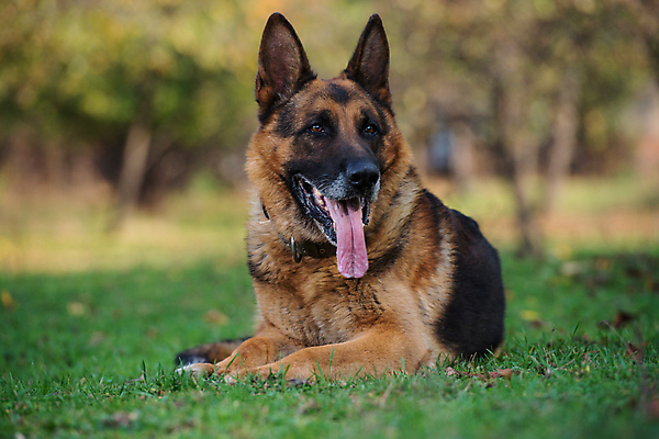 포토 JPG 해외이미지 동물 한마리 포유류 사람없음 야외 옆모습 반려동물 컬러풀 가축 가을 개 보호 보안 송곳니 해외202004 해외포토 1 계절 뷰포인트 컬러 컨셉 안전 치아 파일형식 이미지허브