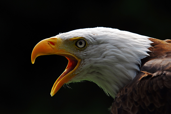 포토 JPG 해외이미지 동물 야생동물 날개 자연 조류 사람없음 옆모습 노란색 미국 힘 흰색 기도 우아함 닫기 깃털 부리 독수리 비전 대머리 사냥꾼 리갈 전국 해외202004 해외포토 직업 헤어스타일 뷰포인트 컬러 컨셉 북아메리카 모션 생태계 파일형식 이미지허브