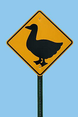 포토 JPG 해외이미지 동물 도로 야생동물 자연 조류 거리 오리 경고 사람없음 노란색 금속 검은색 연못 사인 도로표지판 건너기 경고문 경보 해외202004 해외포토 길 컬러 교통시설 모션 재질 표지판 생태계 파일형식 이미지허브