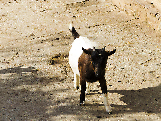 포토 JPG 해외이미지 동물 여자 어린이 백그라운드 농업 포유류 자연 놀이 염소 털 서기 사람없음 야외 초록색 장난감 농장 갈색 점프 가축 흰색 시골 아기 잠 양 그룹 소 작음 모피 연도 부드러움 솜털 양고기 양모 폭식 고립 밭일 해외202004 해외포토 산업 컬러 모션 육류 사람 직물 감각 크기 생태계 파일형식 이미지허브