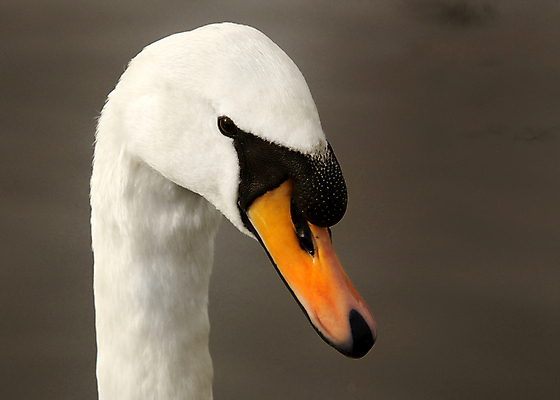 포토 JPG 해외이미지 동물 응시 호수 야생동물 오렌지 조류 영국 잉글랜드 사람없음 옆모습 물 침묵 흰색 우아함 날씬함 순수 깃털 싱글 부리 백조 목 귀족 단아함 보호구역 부족함 해외202004 해외포토 자연요소 시선 유럽 뷰포인트 컬러 컨셉 과일 신체부위 소리 몸매 구역 파일형식 이미지허브