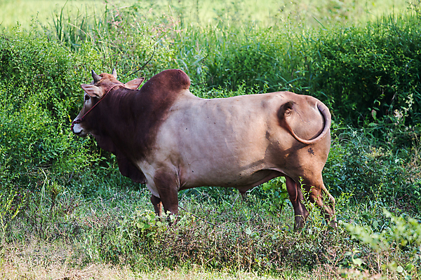 포토 JPG 해외이미지 식물 아시아 밭 태국 밥 사람없음 초록색 갈색 소 숲 해외202004 해외포토 나라 음식 컬러 농업 포유류 파일형식 이미지허브