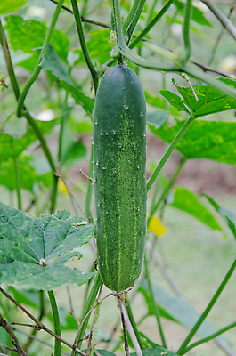 포토 JPG 해외이미지 식물 음식 잎 농업 다이어트 채소 오이 건강 사람없음 초록색 농장 정원 샐러드 신선 맛 원예 채식주의자 해외202004 해외포토 산업 컬러 컨셉 취미 채식 파일형식 이미지허브