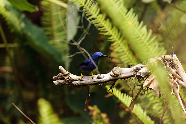 포토 JPG 해외이미지 동물 남자 야생동물 조류 사람없음 콜롬비아 해외202004 해외포토 사람 남아메리카 파일형식 이미지허브