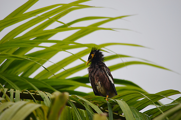 포토 JPG 해외이미지 나무 동물 날개 자연 조류 사람없음 야외 초록색 환경 잡기 떨어짐 깃털 코코넛 동물상 해외202004 해외포토 식물 컬러 컨셉 과일 모션 조형물 생태계 파일형식 이미지허브