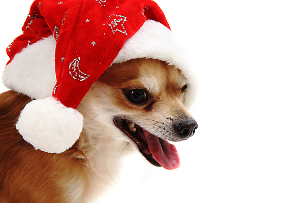 포토 JPG 해외이미지 스튜디오촬영 동물 크리스마스 산타모자 실내 사람없음 빨간색 반려동물 산타클로스 갈색 흰색 축하 개 흰배경 치와와 해외202004 해외포토 모자_잡화 기념일 컬러 백그라운드 컨셉 포유류 내부 파일형식 이미지허브
