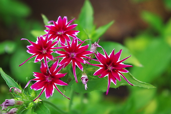 포토 JPG 해외이미지 식물 꽃잎 꽃 잎 꽃무늬 자연 사람없음 장식 초록색 여름 컬러풀 정원 봄 벚꽃 작음 다발 원예 해외202004 해외포토 계절 컬러 무늬 취미 크기 생태계 파일형식 이미지허브