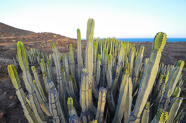 포토 JPG 해외이미지 식물 실루엣 음식 과일 자연 하늘 산 멕시코 선인장 건조 건강 풍경 사람없음 초록색 일몰 사막 붓 뜨거움 황무지 스페인 오르간 숲 천연기념물 스페인어 전국 해외202004 해외포토 유럽 컬러 북아메리카 촬영기법 노을 건반악기 생태계 파일형식 이미지허브