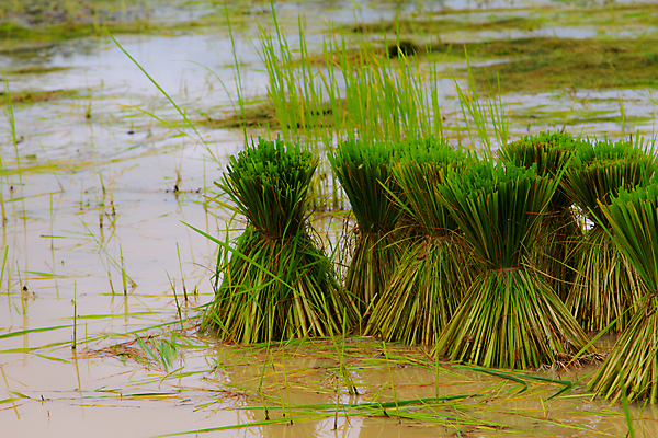 포토 JPG 해외이미지 식물 계절 아시아 음식 줄기 백그라운드 잎 농업 태국 자연 밥 건조 건강 씨앗 사람 동양인 풍경 사람없음 초록색 물 농작물 농장 농경지 중국 수확 성장 가을 시골 신선 닫기 낟알 시리얼 묘사 유기농 날것 베트남 장면 내추럴 논밭 밭일 숙성 해외202004 해외포토 자연요소 웰빙 나라 산업 컬러 밭 모션 논 인종 동남아시아 생태계 파일형식 이미지허브