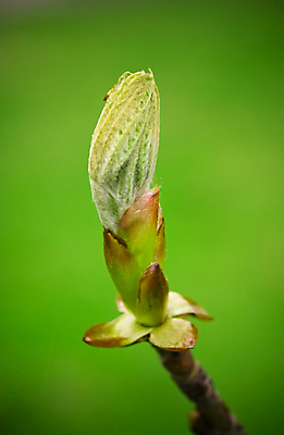 포토 JPG 해외이미지 나무 식물 계절 백그라운드 잎 자연 하늘 아침 사람없음 야외 목재 세로 초록색 여름 파란색 빛 햇빛 태양 노란색 새싹 환경 정원 맑음 봄 성장 흰색 나뭇가지 신선 숲 발사 원예 내추럴 고립 생태학 해외202004 해외포토 주간 자연요소 교육 컬러 재료 날씨 취미 생태계 파일형식 이미지허브