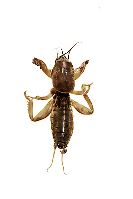 포토 JPG 해외이미지 1 교육 과학 곤충 백그라운드 농업 절지류 날개 자연 관리 사람없음 갈색 흰색 닫기 싱글 지하 갑옷 귀뚜라미 두더지 몬스터 해외202004 해외포토 동물 산업 컬러 모션 보호장비 생태계 파일형식 이미지허브