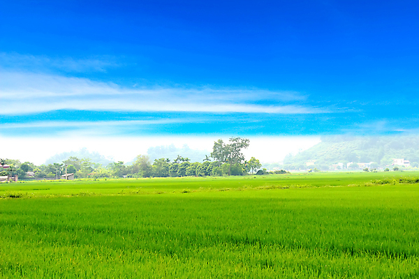 포토 JPG 해외이미지 구름 음식 백그라운드 잎 농업 자연 하늘 밥 날씨 씨앗 사람없음 여름 파란색 빛 농작물 햇빛 농장 노란색 우주 환경 맑음 흰색 낟알 시리얼 가득함 천국 솜털 논밭 숙성 해외202004 해외포토 자연요소 식물 계절 산업 컬러 밭 논 태양 생태계 파일형식 이미지허브