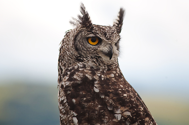 포토 JPG 해외이미지 동물 날개 오렌지 부분 조류 사람 사람없음 갈색 노란색 깃털 육식동물 부엉이 사냥꾼 남아프리카 동물상 해외202004 해외포토 직업 컬러 과일 아프리카 조형물 파일형식 이미지허브