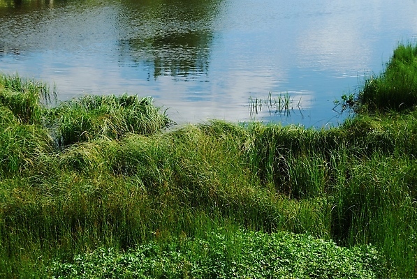 포토 JPG 해외이미지 호수 자연 풍경 사람없음 야외 물 여름 강 환경 연못 만 개울 허브 잔물결 해외202004 해외포토 자연요소 식물 계절 물결 생태계 파일형식 이미지허브