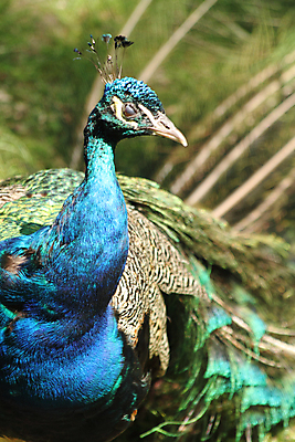 포토 JPG 해외이미지 동물 1 응시 남자 포즈 백그라운드 자연 조류 사람없음 세로 파란색 머리 공작 깃털 해외202004 해외포토 시선 컬러 사람 신체부위 생태계 파일형식 이미지허브