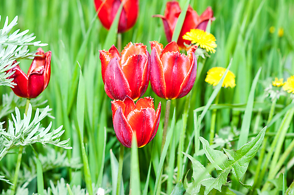 포토 JPG 해외이미지 식물 계절 공원 꽃 줄기 분홍색 꽃다발 백그라운드 잎 꽃무늬 밭 오렌지 자연 부활절 사랑 사람없음 장식 빨간색 초록색 컬러풀 노란색 정원 보라색 봄 활발 튤립 성장 벚꽃 개화 내추럴 해외202004 해외포토 공공시설 기념일 감정 컬러 컨셉 무늬 농업 과일 생태계 파일형식 이미지허브