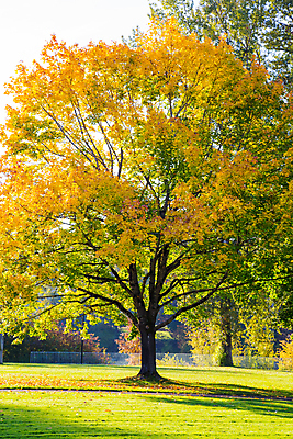 포토 JPG 해외이미지 나무 계절 잎 오렌지 자연 사람없음 야외 노란색 가을 변화 내추럴 해외202004 해외포토 식물 컬러 컨셉 과일 생태계 파일형식 이미지허브