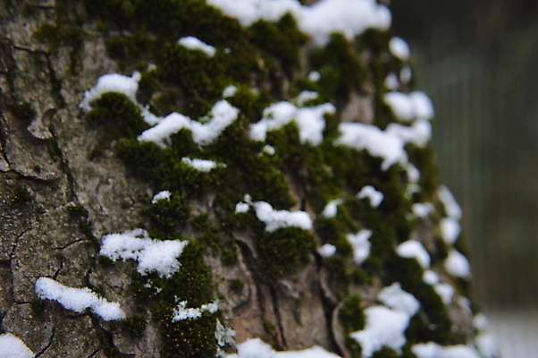 포토 JPG 해외이미지 나무 식물 계절 공원 백그라운드 잎 겨울 자연 날씨 풍경 사람없음 야외 컬러풀 정원 얼음 추위 가을 흰색 신선 숲 12월 질감 서리 내추럴 해외202004 해외포토 자연요소 공공시설 컬러 날짜 생태계 파일형식 이미지허브