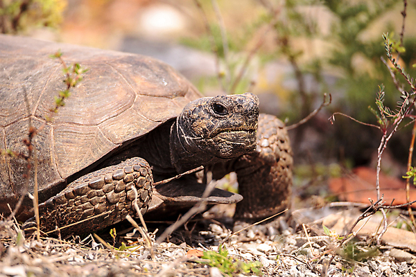 포토 JPG 해외이미지 동물 야생동물 파충류 자연 사람없음 거북이 플로리다 해외202004 해외포토 미국 생태계 파일형식 이미지허브