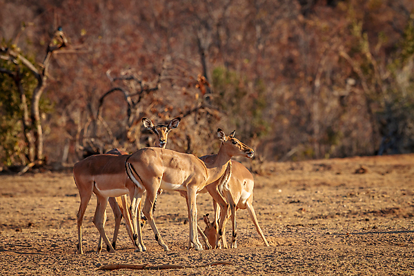 포토 JPG 해외이미지 동물 공원 야생동물 여행 포유류 아프리카 자연 초식동물 휴가 사슴 뿔 사람없음 야외 머리 환경 경쟁 게임 황무지 우아함 보호 사파리 속도 싸움 영양 남쪽 내추럴 가젤 남아프리카 동물상 램 보츠와나 생태학 전국 해외202004 해외포토 공공시설 교육 나라 컨셉 모션 놀이 신체부위 조형물 방향 생태계 파일형식 이미지허브