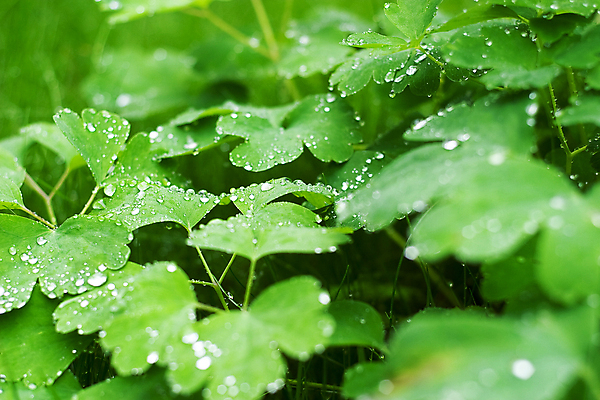 포토 JPG 해외이미지 백그라운드 잎 밭 자연 아침 사람없음 초록색 물 여름 새싹 봄 젖음 성장 물방울 떨어짐 수증기 이슬 빗방울 순수 내추럴 생태학 회복 그리너리 해외202004 해외포토 주간 자연요소 식물 계절 교육 컬러 컨셉 농업 비_날씨 생태계 파일형식 트랜드컬러 이미지허브