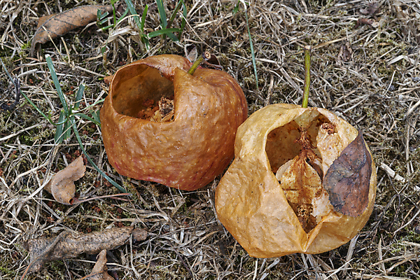 포토 JPG 해외이미지 식물 외관 음식 줄기 밭 과일 자연 실내 잔디 사람없음 야외 여름 껍질 말벌 사과 내추럴 얇은 핵심 해외202004 해외포토 계절 농업 내부 벌_곤충 생태계 파일형식 이미지허브