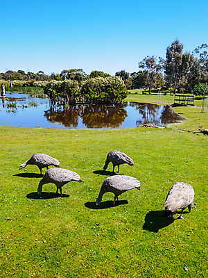 포토 JPG 해외이미지 동물 야생동물 섬 백그라운드 자연 조류 동물원 사람없음 야외 초록색 물 노란색 머리 걷기 회색 흰색 호주 망토 깃털 거위 해외202004 해외포토 자연요소 컬러 모션 신체부위 오세아니아 생태계 파일형식 이미지허브