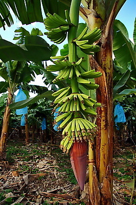 포토 JPG 해외이미지 나무 식물 산업 음식 바다 줄기 섬 잎 밭 농업 과일 태국 자연 하늘 열대 바나나 건강 사람없음 야외 초록색 여름 파란색 농작물 태양 농장 정원 성장 나뭇가지 신선 그룹 스페인 숲 유기농 내추럴 밭일 해외202004 해외포토 자연요소 웰빙 계절 유럽 아시아 컬러 생태계 파일형식 이미지허브
