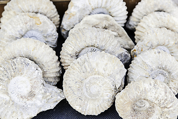 포토 JPG 해외이미지 식물 동물 바다 과학 백그라운드 패턴 자연 추상 생물 골격 나선형 사람없음 소용돌이 껍질 바위 흰색 원형 묘사 질감 달팽이 화석 고생물 멸종 선사시대 내추럴 감싸기 고립 앵무조개 옛날 지질학 쥬라기 해외202004 해외포토 도형 교육 컬러 무늬 모션 조개 연체동물 회오리 돌_바위 역사 생태계 파일형식 이미지허브