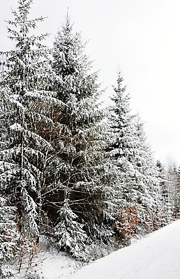포토 JPG 해외이미지 나무 계절 공원 도로 여행 백그라운드 크리스마스 겨울 밭 자연 하늘 날씨 새로움 풍경 사람없음 야외 파란색 빛 햇빛 냉동 얼음 검은색 추위 흰색 나뭇가지 시골 숲 12월 서리 장면 눈보라 눈내림 해외202004 해외포토 자연요소 식물 공공시설 기념일 길 컬러 컨셉 농업 교통시설 눈_날씨 태양 날짜 생태계 파일형식 이미지허브