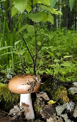 포토 JPG 해외이미지 식물 계절 음식 잎 오렌지 재료 자연 건강 이끼 요리 사람없음 야외 목재 여름 갈색 노란색 맑음 버섯 모임 자유 가을 신선 황금 숲 수집 유기농 발견 내추럴 곰팡이 그물버섯 채식주의자 캡모자 해외202004 해외포토 나무 모자_잡화 웰빙 컬러 컨셉 과일 날씨 생태계 채식 파일형식 이미지허브