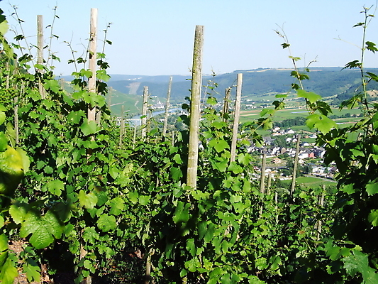 포토 JPG 해외이미지 독일 풍경 사람없음 초록색 강 마을 포도밭 포도나무 해외202004 해외포토 유럽 컬러 밭 과일나무 파일형식 이미지허브