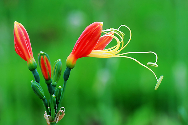 포토 JPG 해외이미지 꽃 사람없음 빨간색 초록색 노란색 정원 녹색배경 해외202004 해외포토 식물 컬러 백그라운드 파일형식 이미지허브