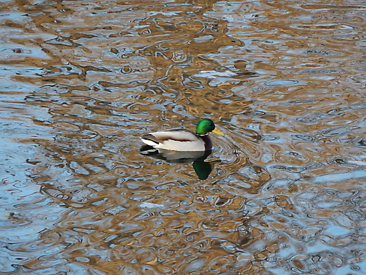 포토 JPG 해외이미지 동물 계절 호수 야생동물 백그라운드 겨울 자연 조류 오리 앉기 사람없음 물 강 냉동 얼음 수영 추위 흰색 연못 서리 부리 해외202004 해외포토 자연요소 컬러 모션 수상스포츠 생태계 파일형식 이미지허브