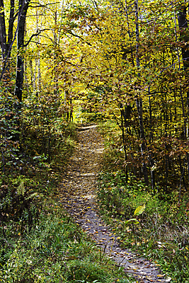 포토 JPG 해외이미지 나무 식물 길 백그라운드 낙엽 잎 풍경 사람없음 야외 가을 나뭇가지 숲 오솔길 내추럴 삼림지대 해외202004 해외포토 계절 파일형식 이미지허브