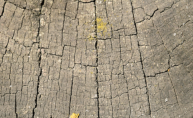 포토 JPG 해외이미지 모양 나무 식물 산업 조각 백그라운드 십자가 패턴 부분 자연 표면 날씨 추상 사람없음 목재 갈색 노란색 줄무늬 반지 원형 역사 균열 숲 자르기 유기농 질감 통나무 나무껍질 잡동사니 내추럴 그런지 수목 옛날 톱밥 톱질 해외202004 해외포토 도형 웰빙 컬러 무늬 재료 장신구 모션 껍질 가루 생태계 파일형식 이미지허브