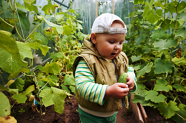 포토 JPG 해외이미지 식물 계절 남자 꽃 산업 음식 백그라운드 잎 농업 채소 과일 자연 오이 새로움 건강 한명 초록색 여름 농작물 농장 정원 놀이방 수확 성장 잡기 작업 맛 보호 농부 수집 먹기 유기농 원예 숙성 온실 줄서기 채식주의자 세련 해외202004 해외포토 직업 1 웰빙 컬러 컨셉 모션 사람 취미 생태계 채식 파일형식 이미지허브