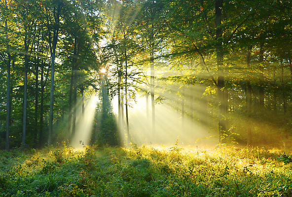 포토 JPG 해외이미지 나무 계절 공원 백그라운드 잎 자연 아침 그림자 풍경 사람없음 야외 목재 초록색 여름 빛 햇빛 태양 걷기 일출 환경 침묵 봄 새벽 하이킹 안개 광선 가을 나뭇가지 시골 숲 신비 오솔길 장면 공상 마법 삼림지대 해외202004 해외포토 주간 자연요소 식물 공공시설 길 컬러 컨셉 재료 모션 레저 날씨 노을 소리 생태계 파일형식 이미지허브