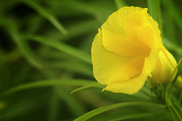 포토 JPG 해외이미지 꽃 자연 사람없음 야외 머리 싱글 독말풀 해외202004 해외포토 식물 신체부위 생태계 파일형식 이미지허브