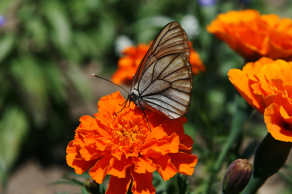포토 JPG 해외이미지 식물 공원 꽃 아시아 나비 꽃무늬 오렌지 휴식 동양인 사람없음 컬러풀 갈색 정원 일본 도시 먹기 북쪽 해외202004 해외포토 공공시설 나라 컬러 곤충 컨셉 무늬 과일 모션 인종 방향 파일형식 이미지허브