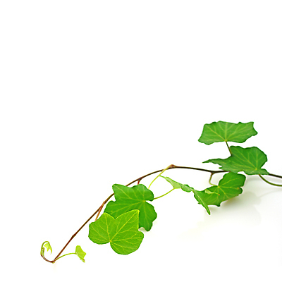 포토 JPG 해외이미지 식물 벽 줄기 백그라운드 잎 자연 프레임 사람없음 장식 초록색 여름 정원 봄 성장 흰색 나뭇가지 신선 닫기 덩굴 묘사 원예 아이비 내추럴 고립 바이탈 그리너리 해외202004 해외포토 나무 계절 컬러 모션 취미 생태계 파일형식 트랜드컬러 이미지허브