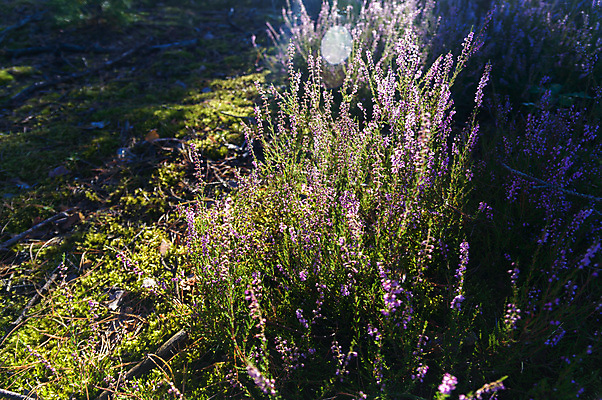 포토 JPG 해외이미지 나무 식물 계절 공원 길 여행 백그라운드 잎 자연 벽지 하늘 아침 풍경 사람없음 야외 목재 초록색 여름 파란색 빛 컬러풀 햇빛 태양 환경 맑음 봄 광선 가을 시골 신선 숲 장면 내추럴 해외202004 해외포토 주간 자연요소 공공시설 컬러 재료 날씨 생태계 파일형식 이미지허브